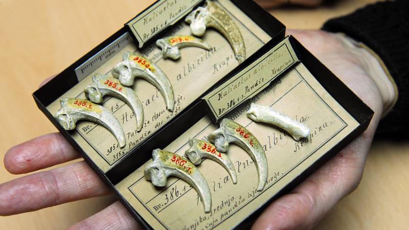 Encuentran en España "el último collar de los neandertales", hecho de garras de águila