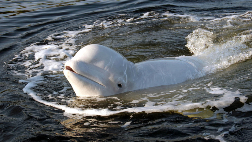 Filman a una beluga 'jugando al rugby' con humanos en medio del océano Ártico