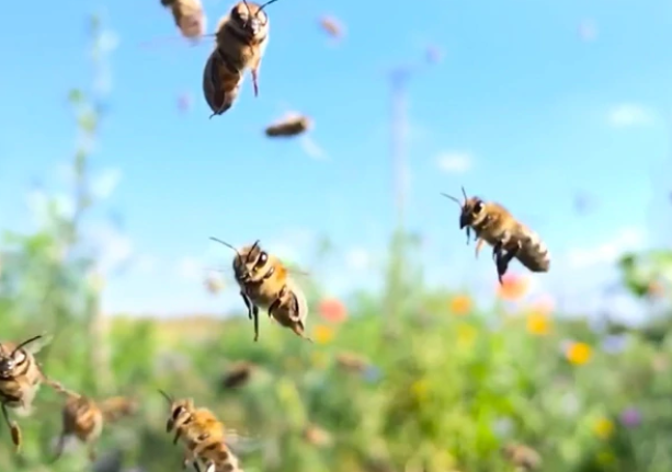 Científicos declararon a las abejas como el ser vivo más importante del planeta