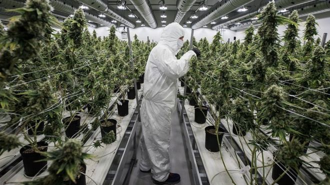 Por qué la venta de marihuana legal en Canadá no ha sido el negocio redondo que se esperaba