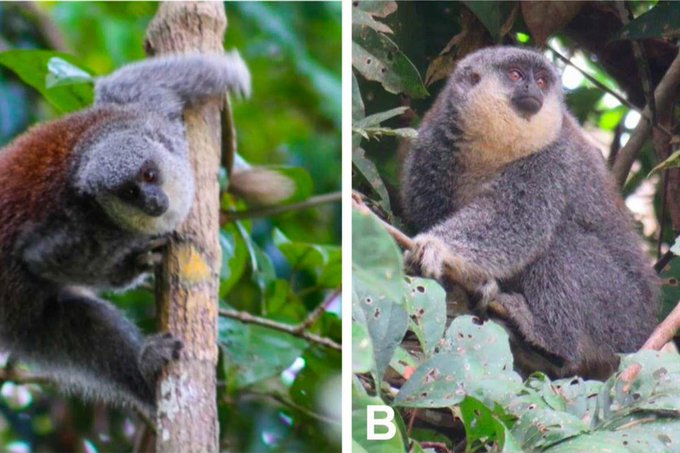 Hallan una nueva especie de monos en el Arco de Deforestación de Brasil pero corre riesgo de desaparecer