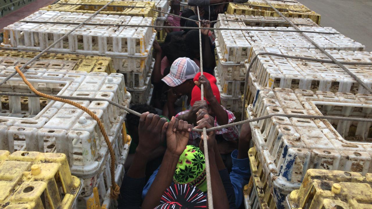 Apresan al menos 20 indocumentados haitianos dentro de cargamento de pollo