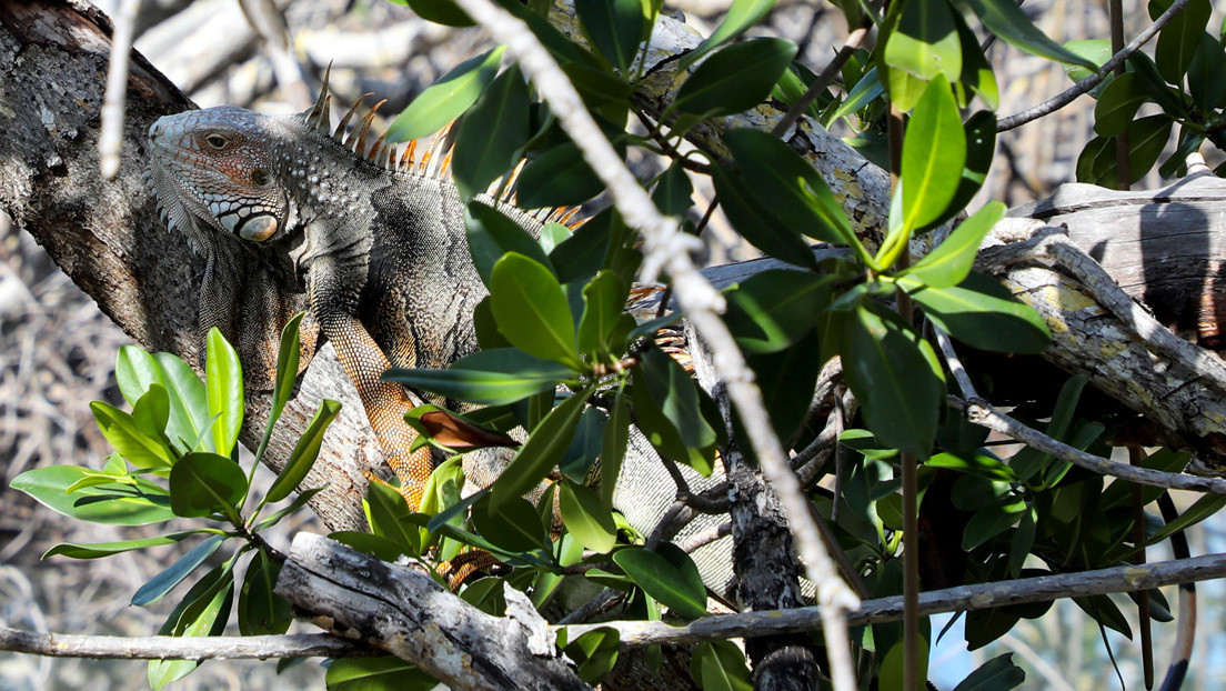 Emiten alerta en Florida ante el riesgo de que las iguanas congeladas caigan de los árboles