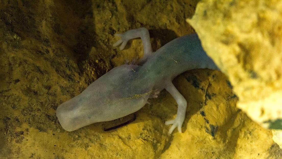 Una rara salamandra de cueva no se ha movido del mismo punto en 7 años