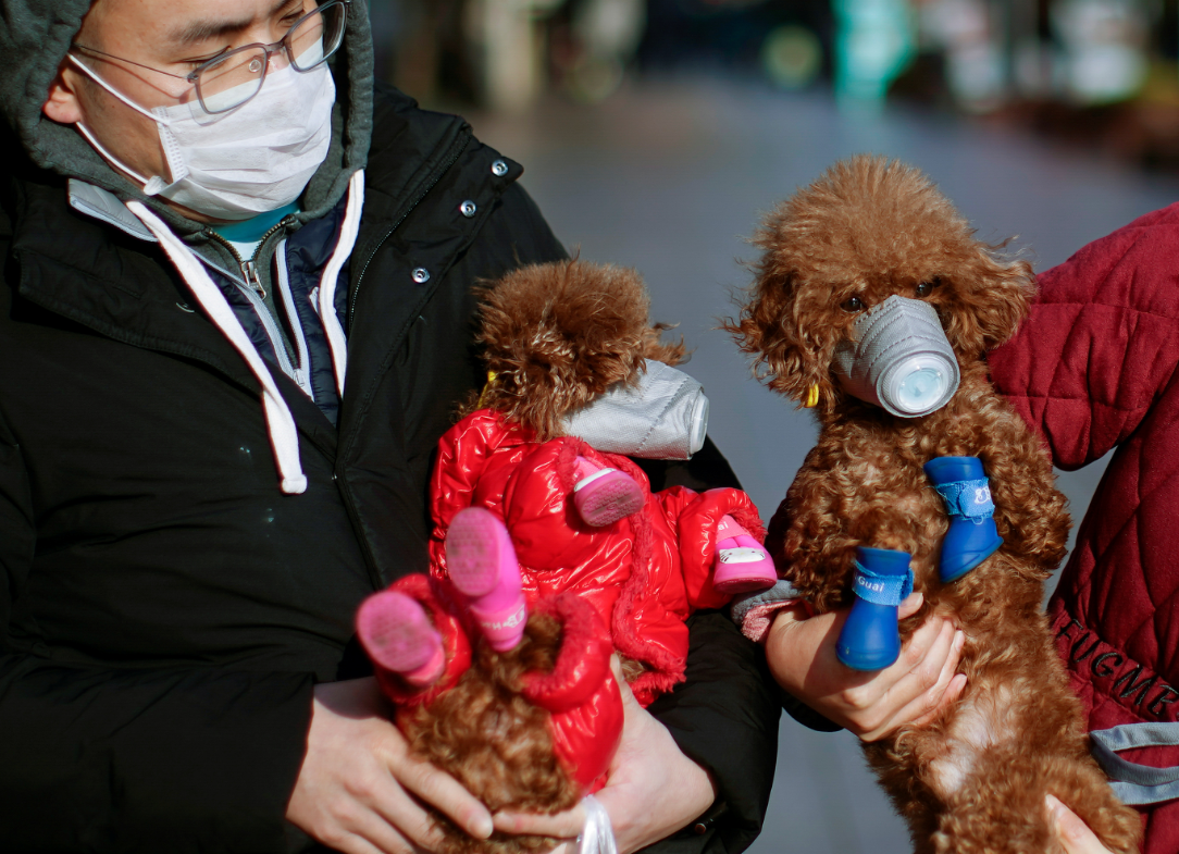Los insólitos recursos para proteger a las mascotas chinas del coronavirus