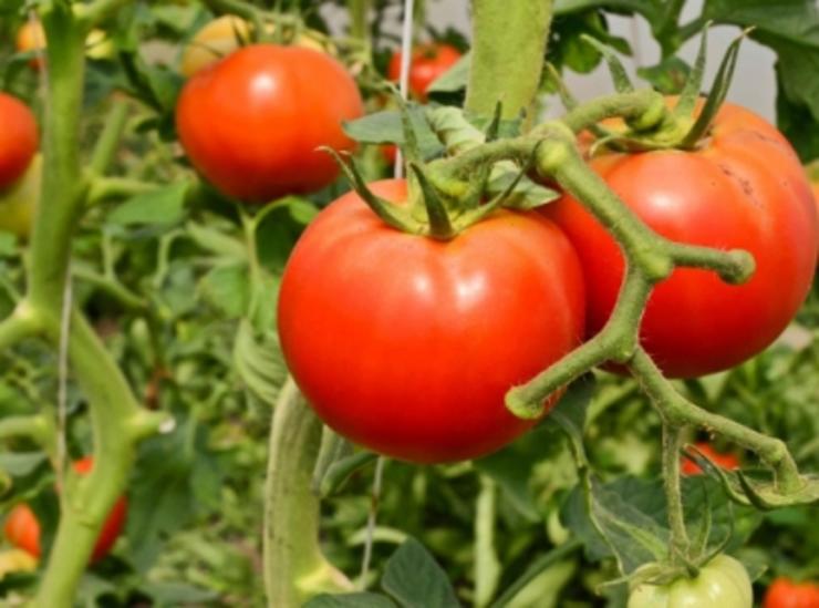 Productores de Conservas del Agro celebrarán gran zafra de tomate industrial en el país