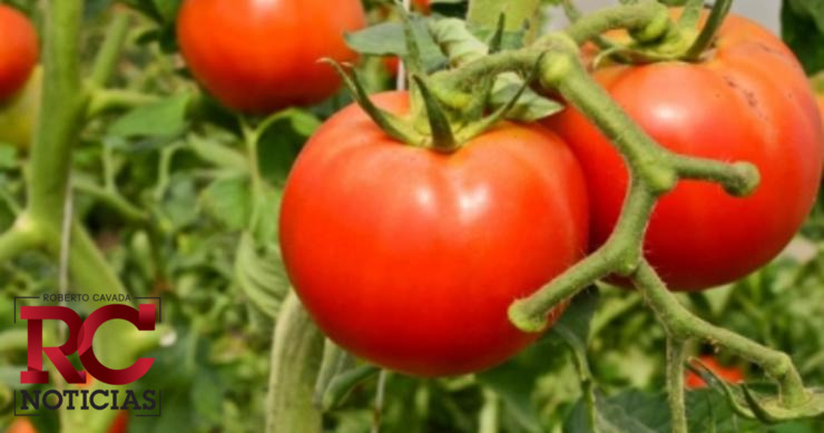 Gobierno crea alianza estratégica agropecuaria con agroindustriales y productores de tomate