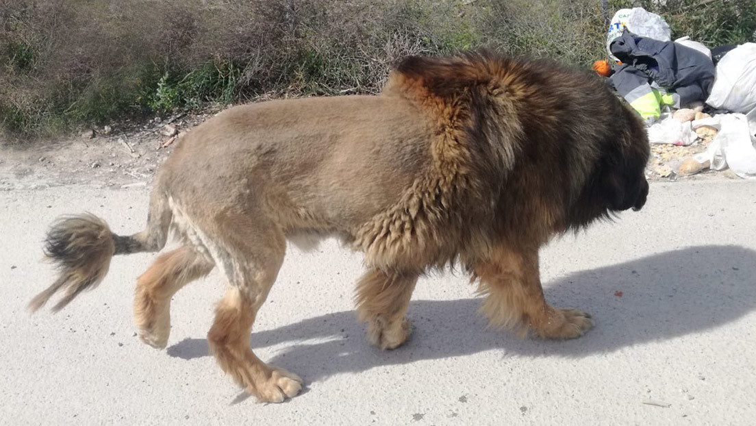 Foto | Alertan por la presencia en España de un león que resulta ser lo que no esperaban