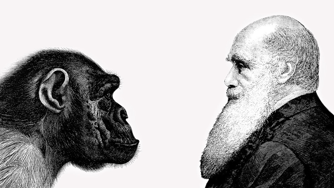 Científicos demuestran finalmente una de las teorías de la evolución de Darwin