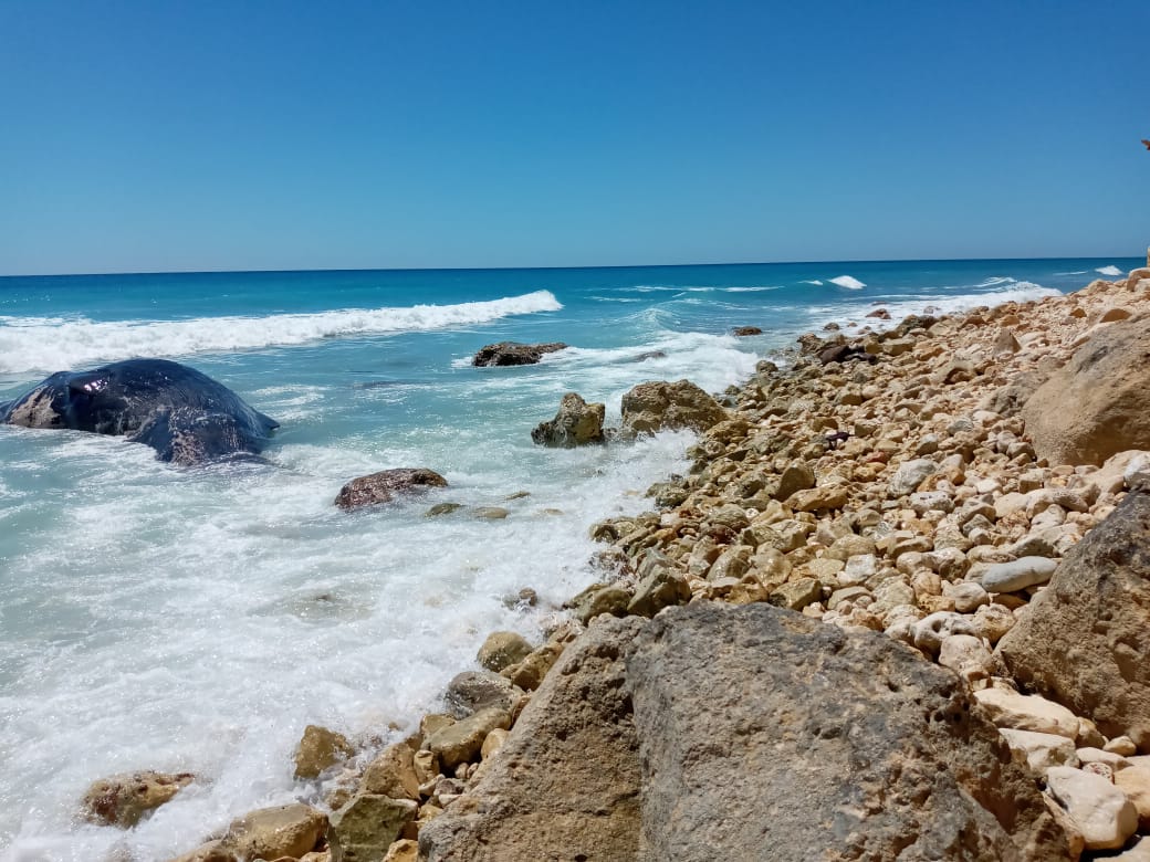 Video | Muere ballena en costas de Barahona; tenía varios días varada