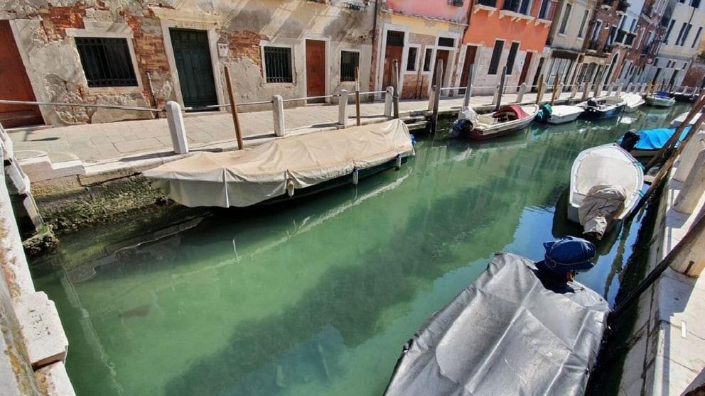 Así está el agua de los canales de Venecia por el coronavirus: transparente y con peces