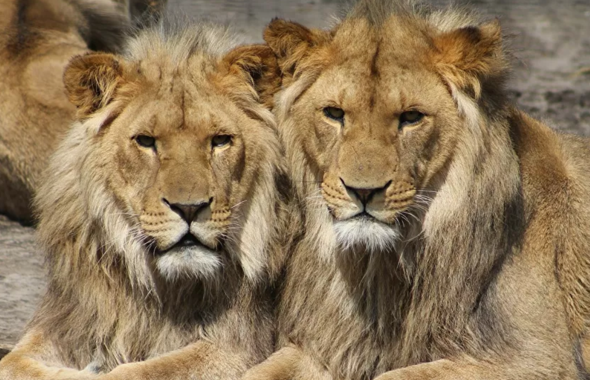¿Es verdad que Rusia soltó cientos de leones en sus calles para controlar la cuarentena?