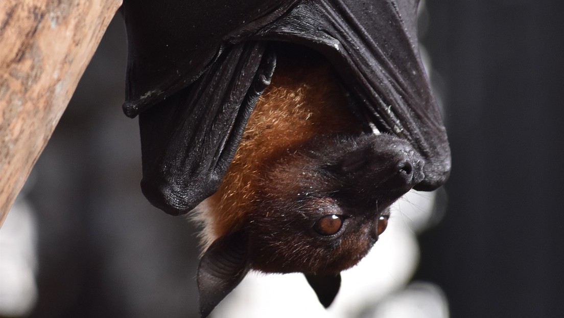 Coronavirus y murciélagos evolucionaron juntos durante millones de años, según un nuevo estudio
