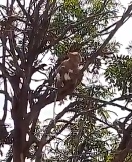 India | Monos atacan al técnico de un laboratorio y huyen con muestras de pacientes que podrían tener covid-19 (VIDEO)