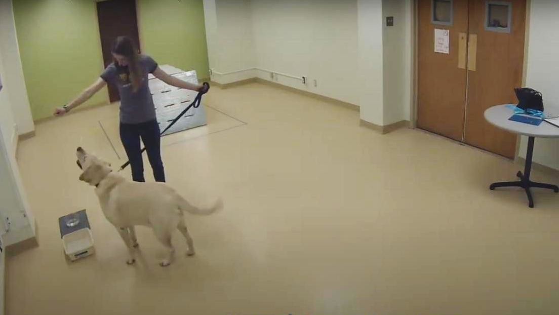 Video | La ciencia demuestra que los perros buscan rescatar a sus dueños