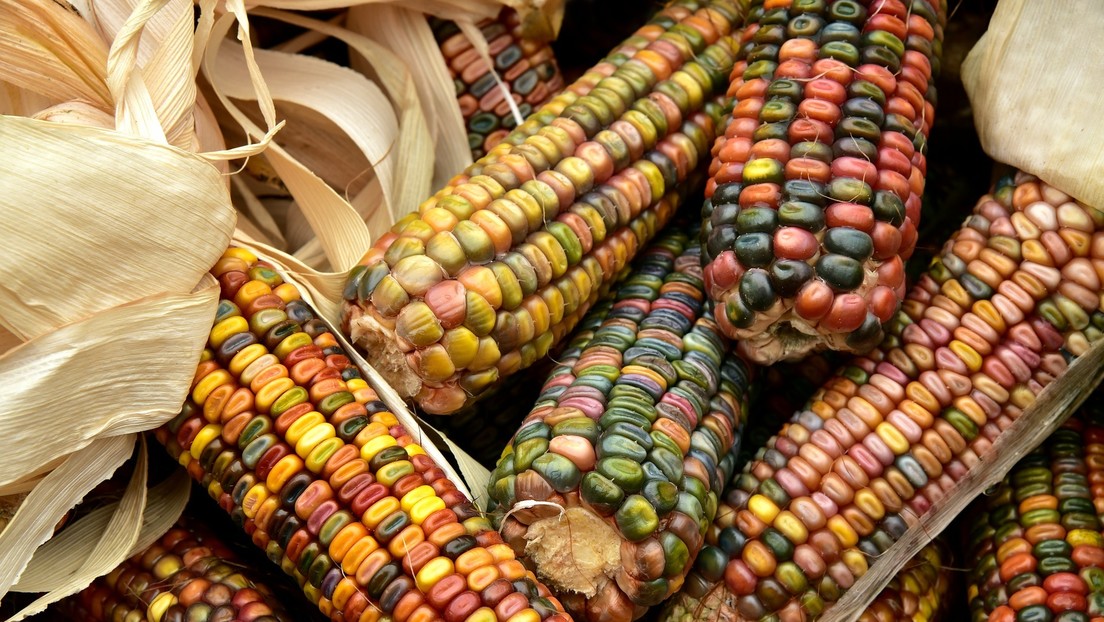 Investigadores documentan las primeras evidencias del uso del maíz como grano básico entre las sociedades mesoamericanas