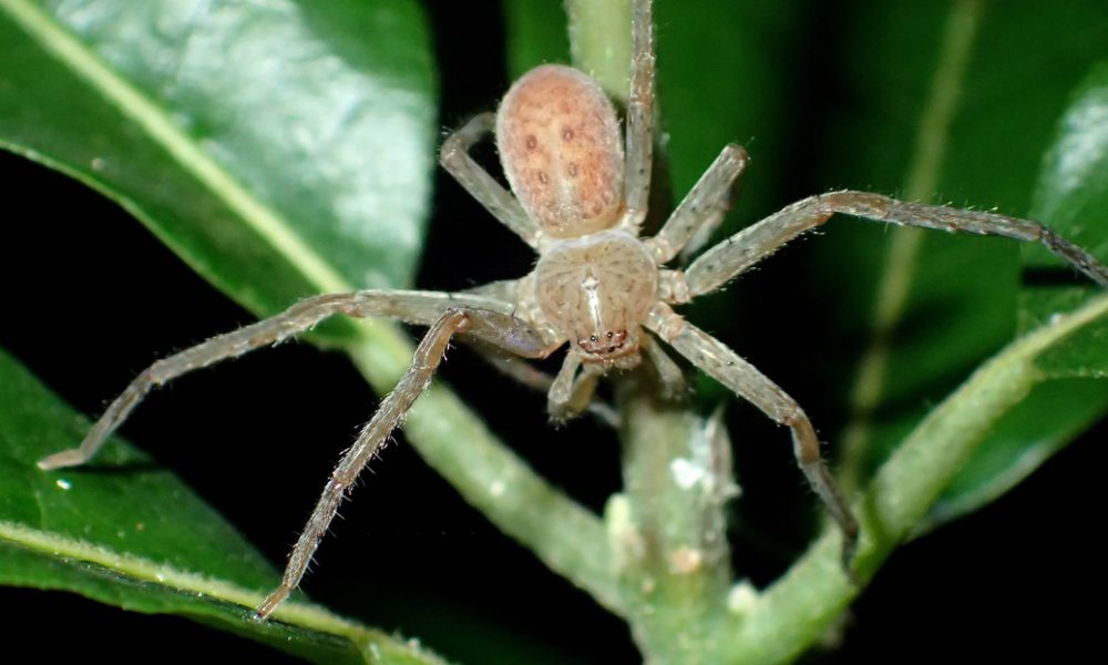 Dan el nombre de Greta Thunberg a un nuevo grupo de arañas de Madagascar