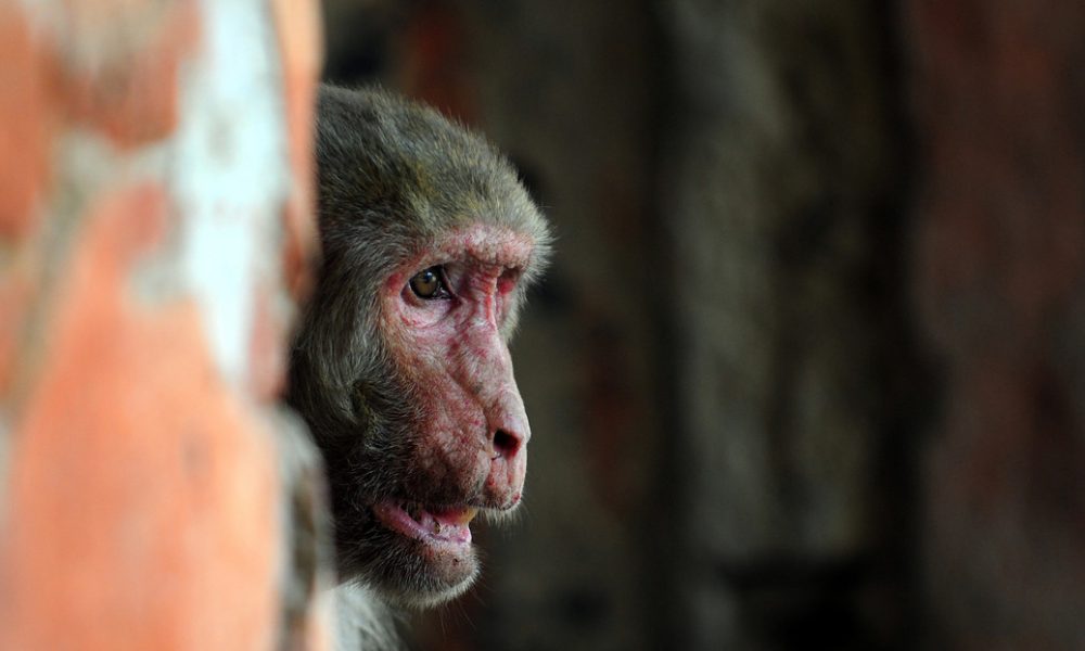 Mono adicto al alcohol pasará el resto de su vida en la jaula de un zoológico por matar a una persona y morder a 250