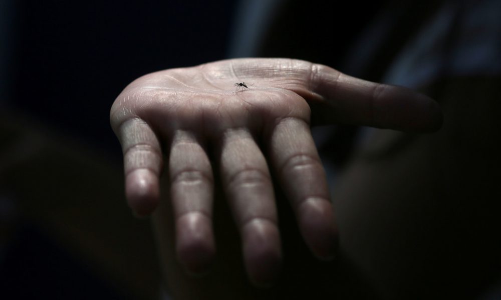 Nuevo estudio confirma que los mosquitos no transmiten el coronavirus