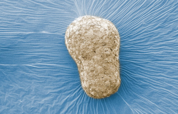 Un modelo de embrión humano muestra una fase nunca observada de la vida