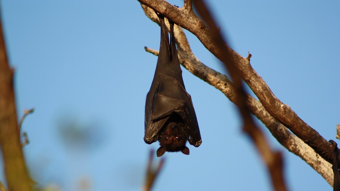 Foto | Se viraliza imagen de un murciélago de "tamaño humano" encontrado en Filipinas