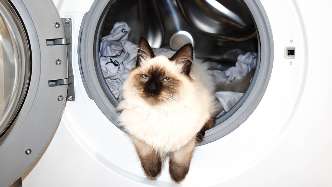 Un gato sobrevive tras pasar 12 minutos dentro de una lavadora en marcha