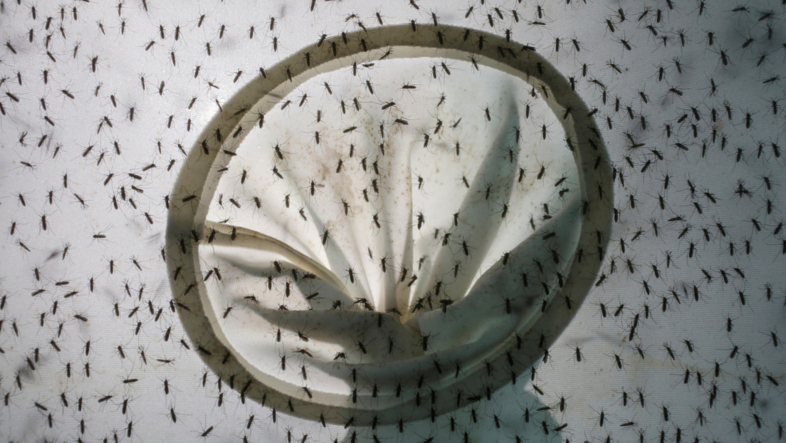 China reporta un caso de dengue y uno de peste bubónica el mismo día