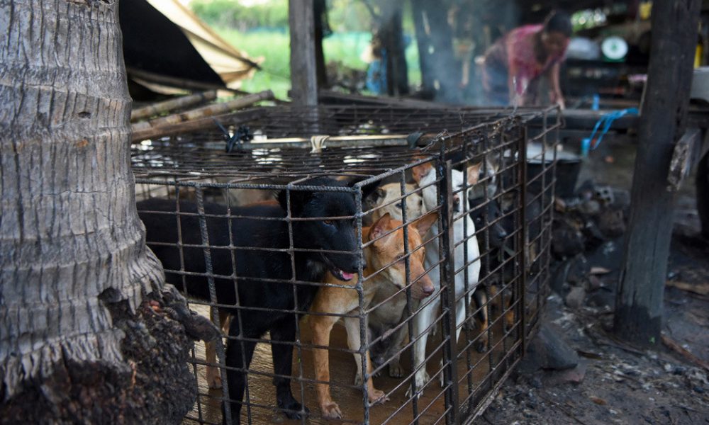 Prohíben el comercio de carne de perro en una provincia turística de Camboya