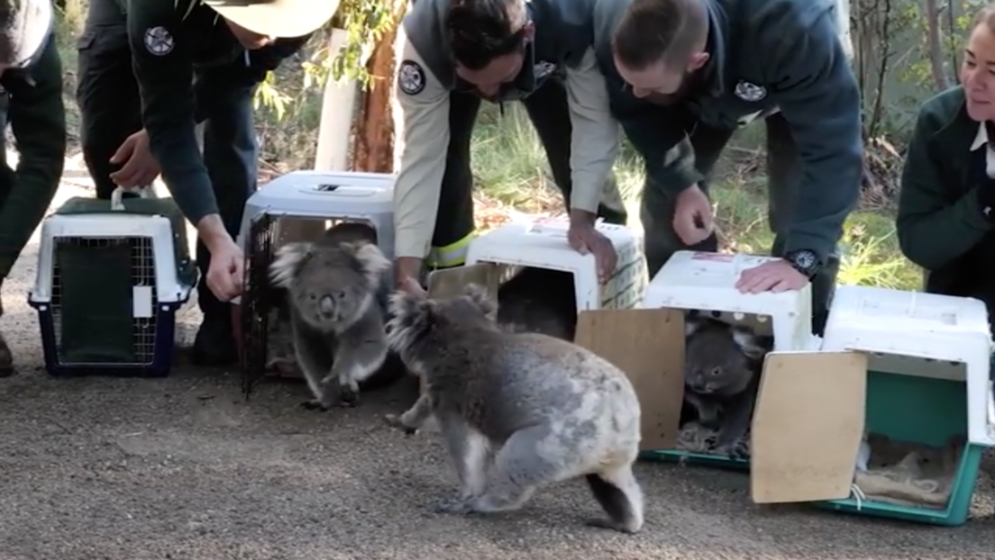 Video | Llevan de vuelta al bosque a los koalas que fueron evacuados por los devastadores incendios en Australia