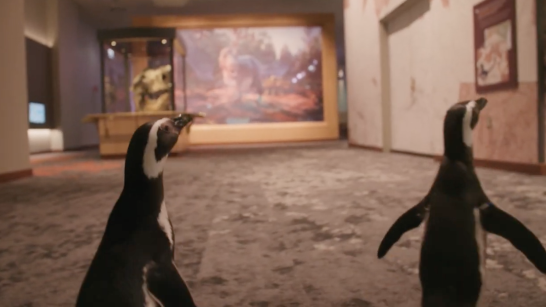 Video | Una pareja de pingüinos visita un museo cerrado por la pandemia de Covid-19