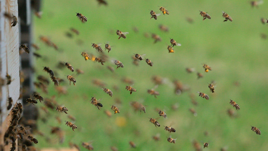 Video | Miles de abejas invaden una playa en EE.UU.