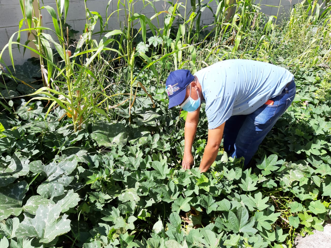 Director de Politécnico muestra orgulloso plantación de batata inició en cuarentena