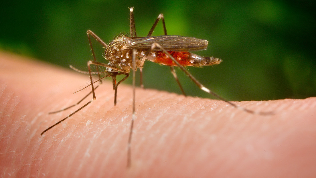 Alertan de la posible llegada a España de una especie de mosquito invasor transmisor de la 'fiebre del Nilo'