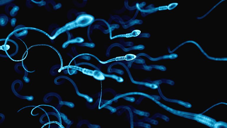 Según un estudio, los espermatozoides no se mueven como se creía hasta ahora