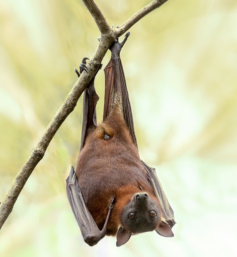 Rastrean origen de coronavirus en murciélagos en Tailandia