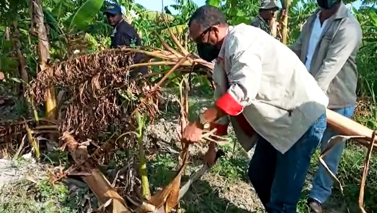 Agricultura inicia en Tamayo rehabilitación de platanales y bananos afectados por la tormenta Laura