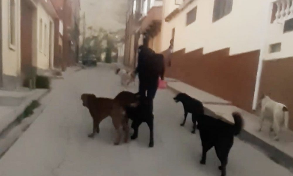 Video | Perú: Agreden a una mujer por dar de comer a perros callejeros