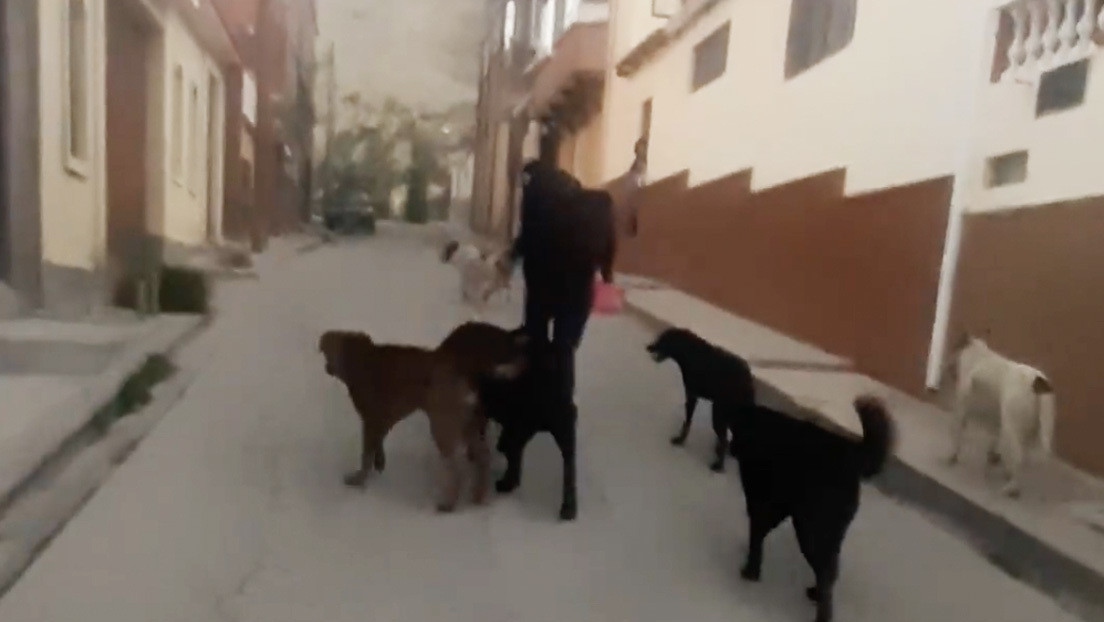 Video | Perú: Agreden a una mujer por dar de comer a perros callejeros