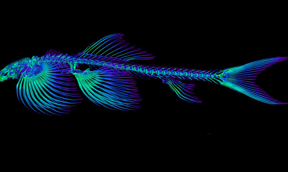 Un estudio descubre 11 especies de peces capaces de caminar