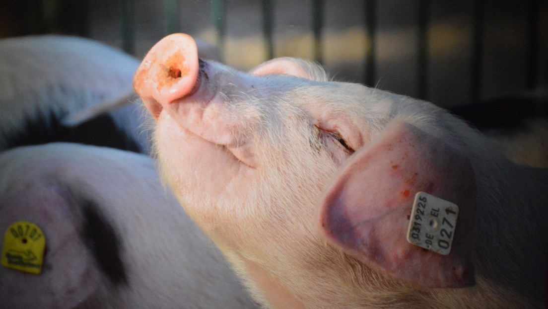 Alemania confirma la presencia de peste porcina africana en su territorio