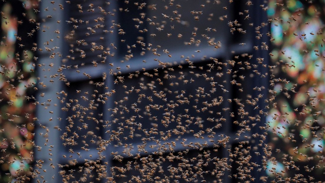 Nubes de insectos invaden una ciudad de Siberia
