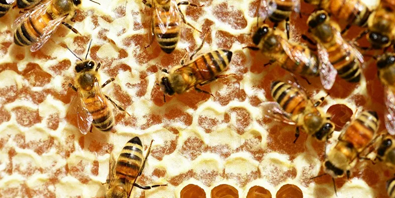El veneno de las abejas puede destruir las células del cáncer de mama