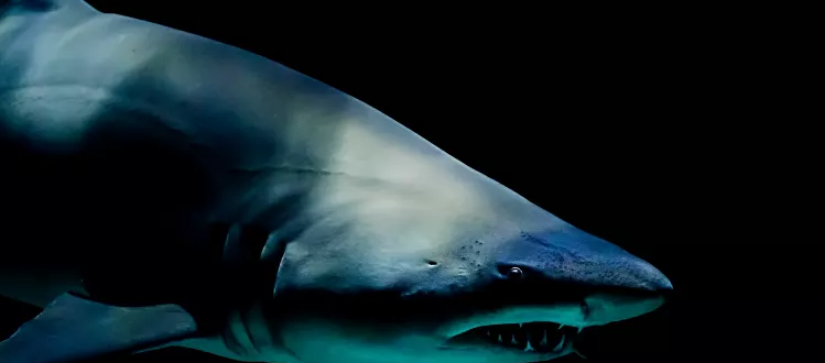Medio millón de tiburones pueden ser sacrificados para crear una vacuna anti-COVID-19