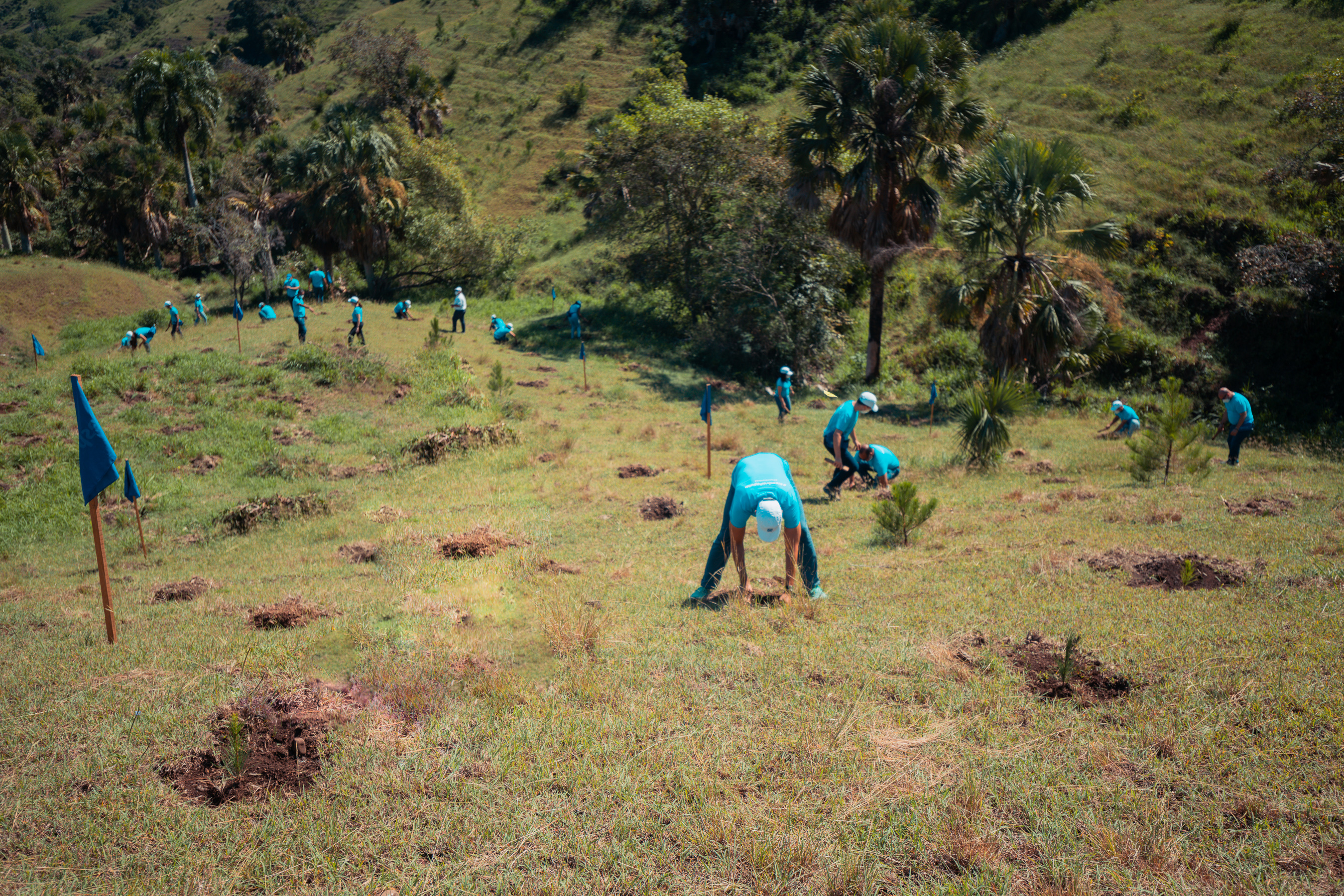 Video | Banco Popular y Plan Sierra realizan jornada de reforestación en SAJOMA