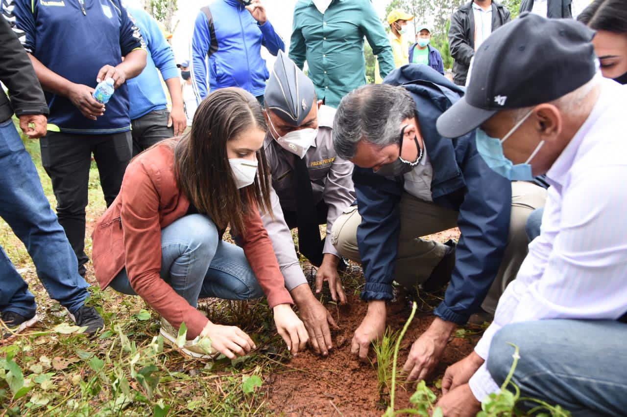 Medio Ambiente plantó tres mil pinos criollos en Ocoa