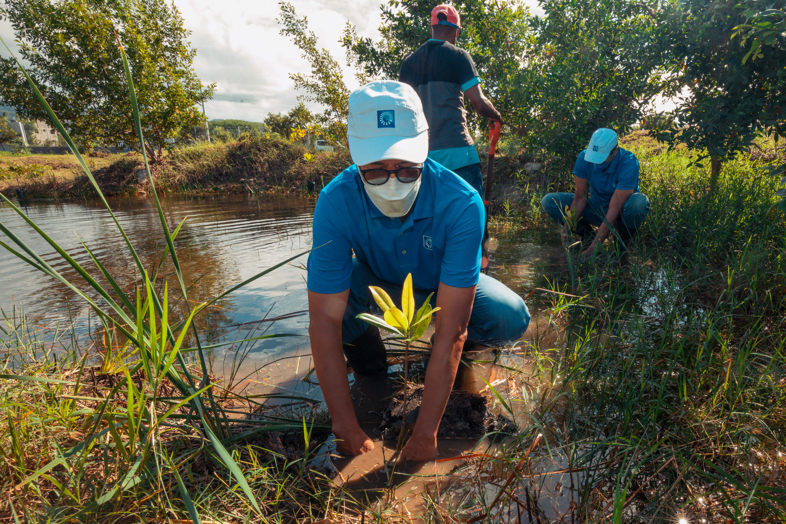 Empleados de Grupo Popular siembran 600 mangles en el Botánico de Santiago