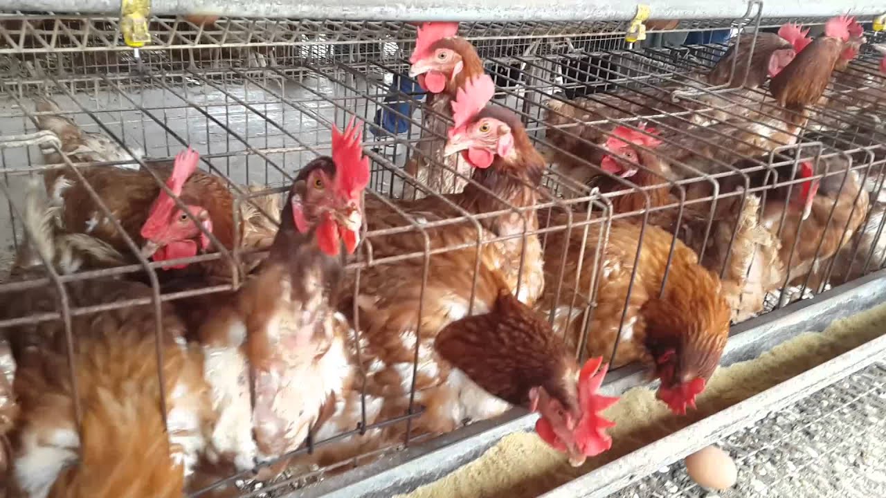 Holanda sacrifica 190.000 galinas y pollos tras aparición de foco de gripe aviaria