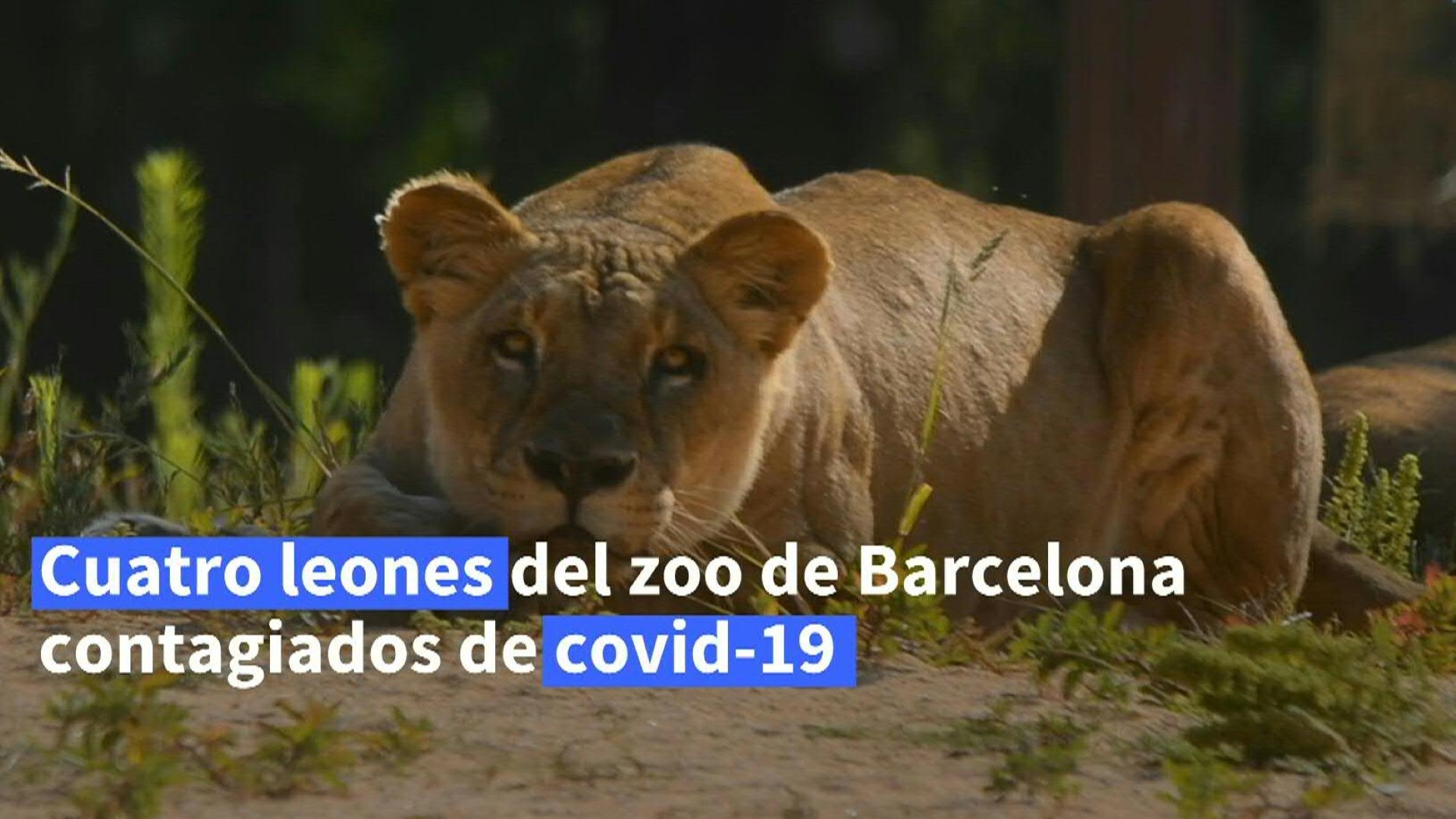 VIDEO | Cuatro leones de un zoo español se contagiaron de covid-19