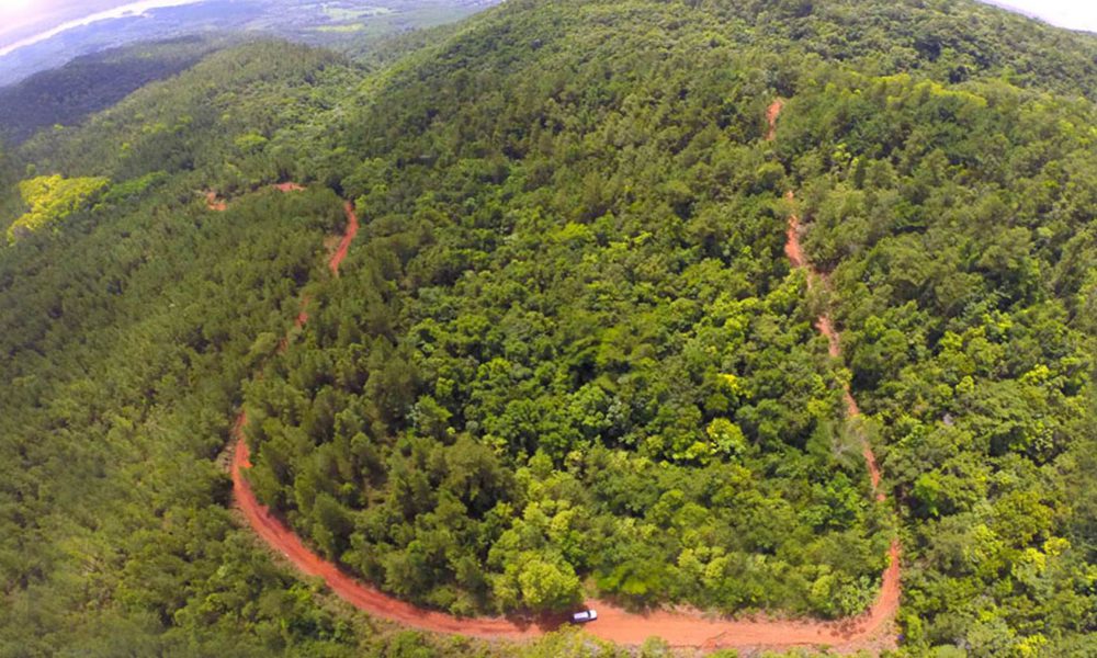 Ministro de Ambiente ordena suspender tala de árboles en Loma Miranda