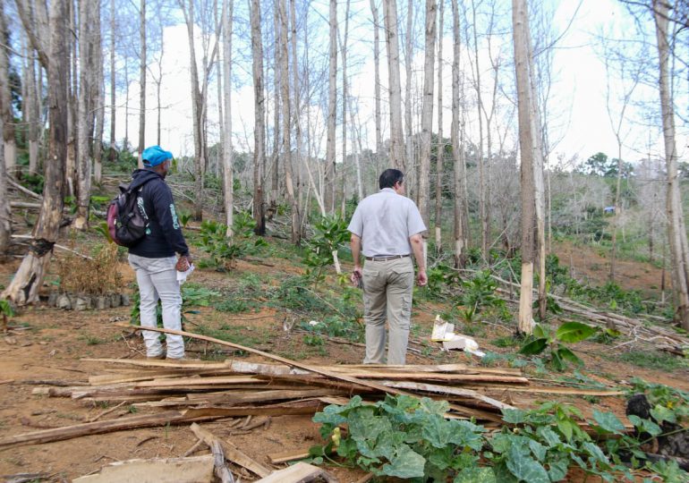 Someten a la justicia a hombre por tala de más de 1,700 árboles en Yamasá